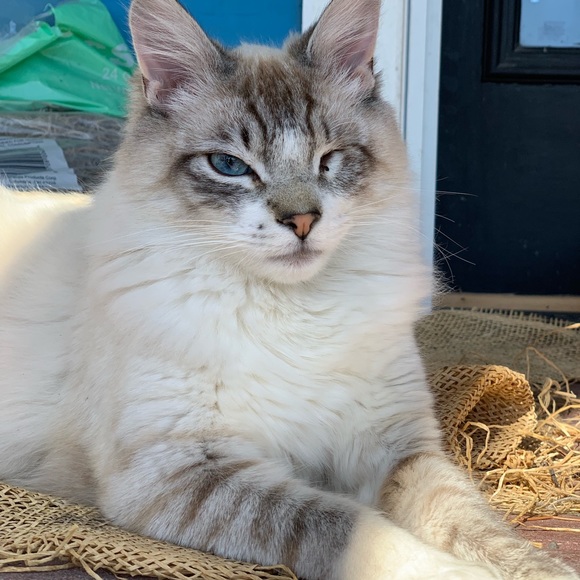 Meet your Posher, Kara - Picture 5 of 6